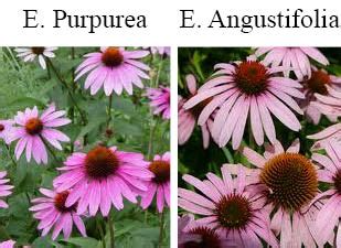 Echinacea purpurea vs angustifolia - Since the biological activity of Echinacea spp. may be influenced by secondary metabolites such as alkylamides, caffeic acid, and chlorogenic acid 4, the controversial anti-proliferative effects ...